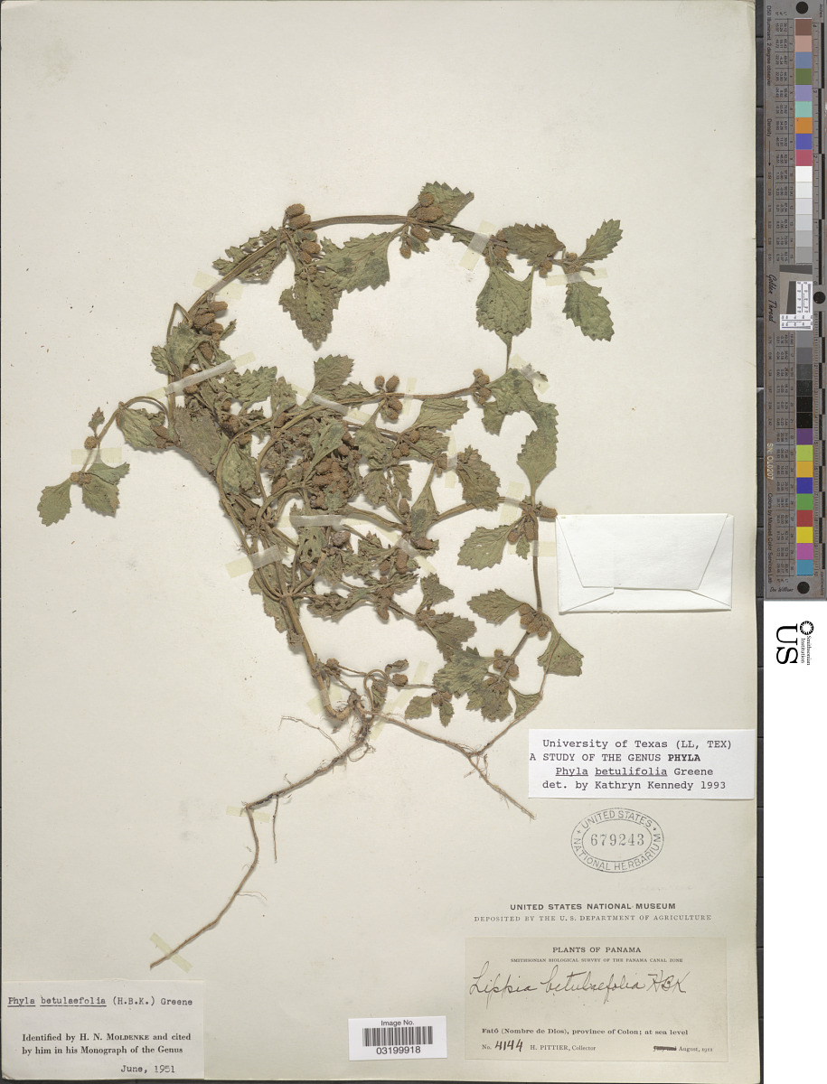 Phyla betulifolia image