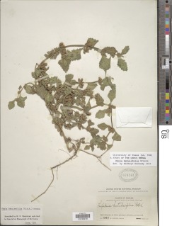 Image of Phyla betulifolia