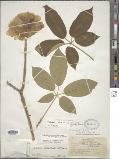 Handroanthus ochraceus subsp. neochrysanthus image