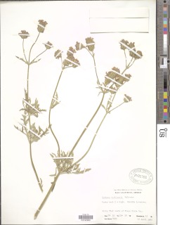 Glandularia lilacina image
