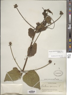 Lantana glandulosissima var. grandis image