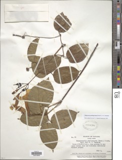 Bignonia phellosperma image
