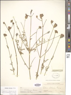 Image of Glandularia lilacina