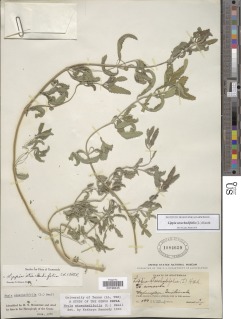 Lippia stoechadifolia image