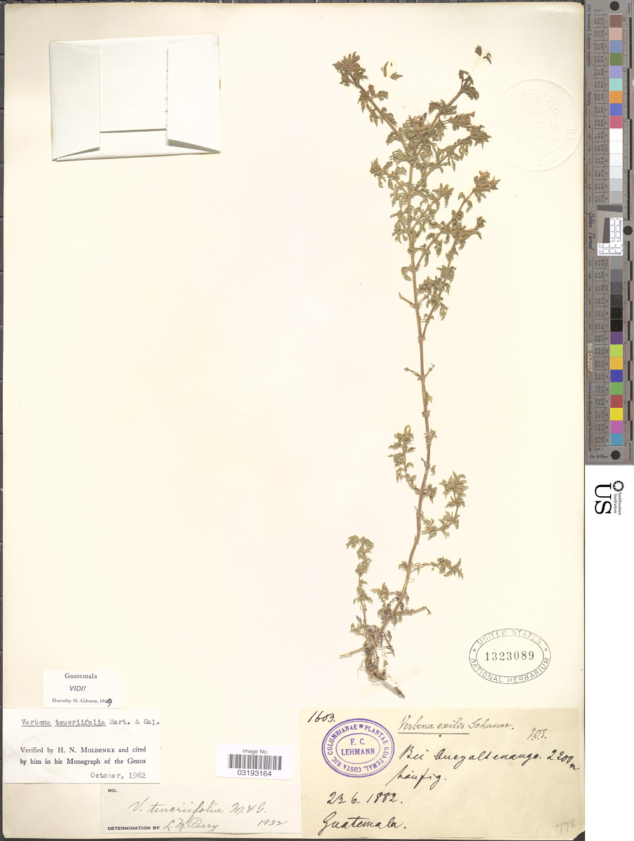Glandularia teucriifolia image