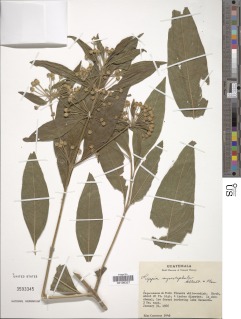 Lippia myriocephala image