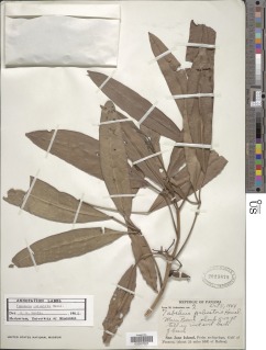 Tabebuia palustris image