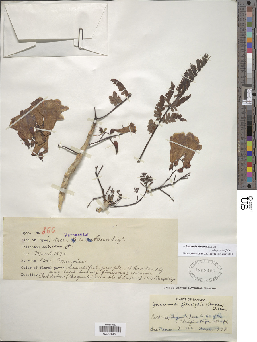 Jacaranda obtusifolia subsp. obtusifolia image