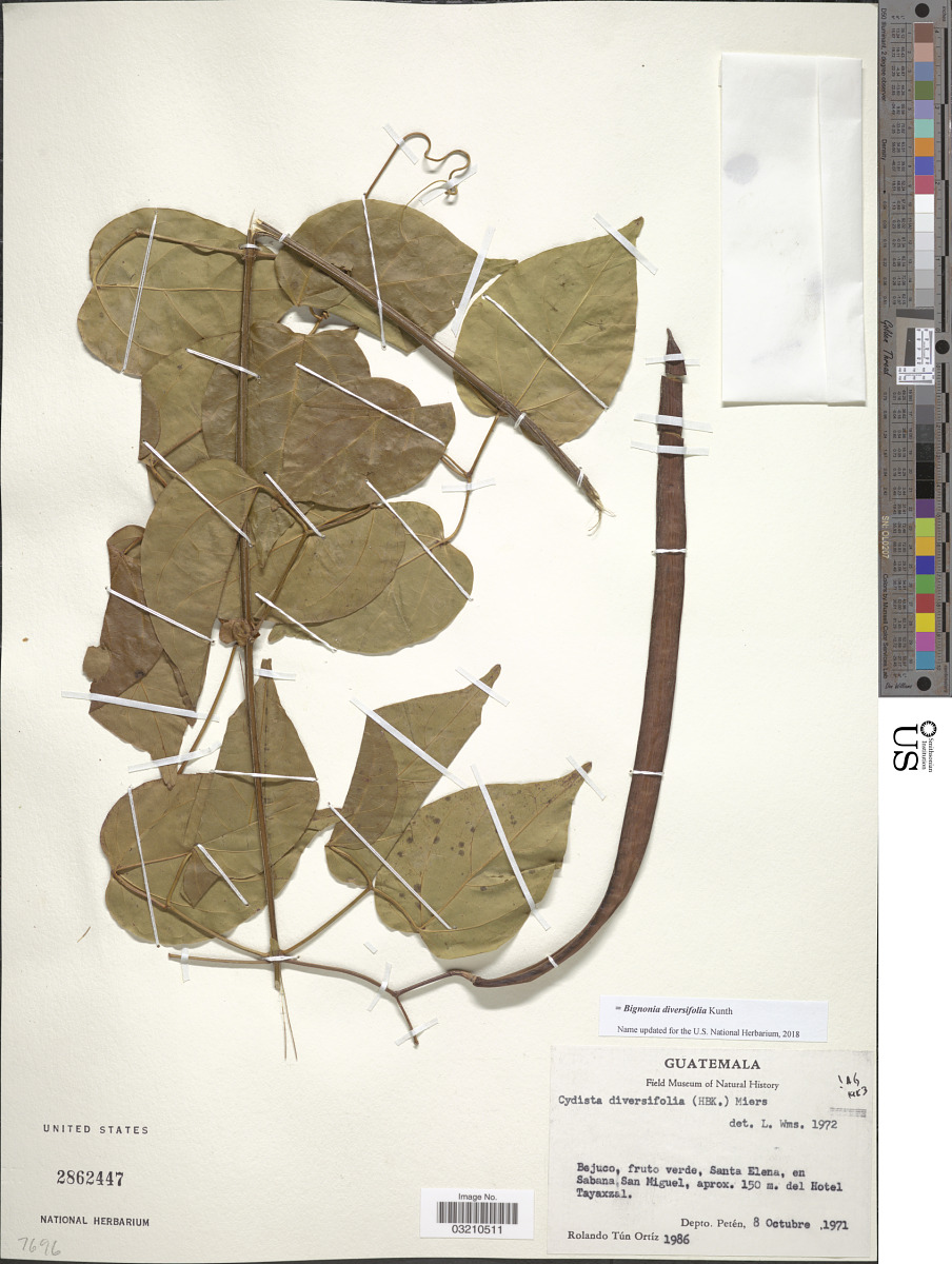 Bignonia diversifolia image