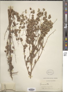Emmenanthe penduliflora image