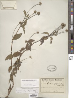 Image of Lantana achyranthifolia