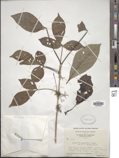 Parmentiera macrophylla image