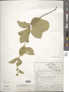 Image of Lippia chiapasensis