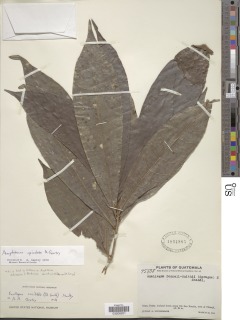 Amphitecna apiculata image