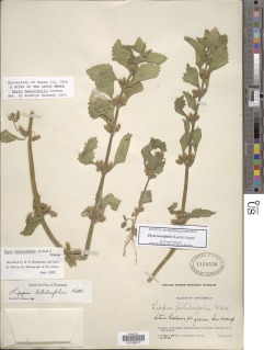 Image of Phyla betulifolia