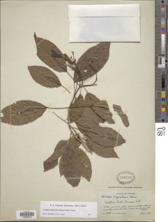 Image of Catalpa longissima
