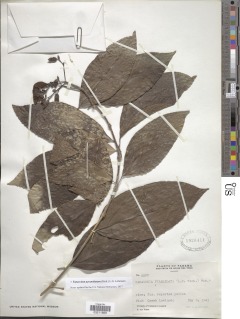 Tanaecium pyramidatum image