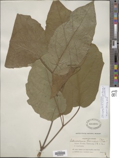 Stizophyllum riparium image