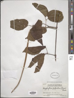 Stizophyllum perforatum image