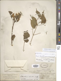 Amphilophium crucigerum image