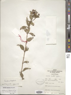 Image of Lantana trifolia
