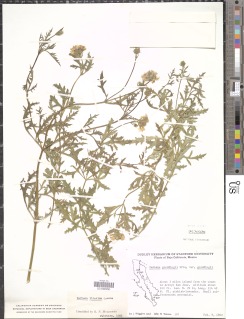 Glandularia lilacina image