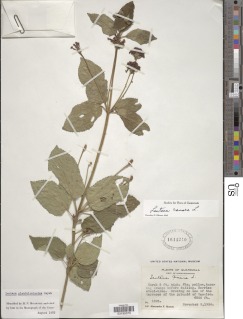 Lantana camara subsp. glandulosissima image