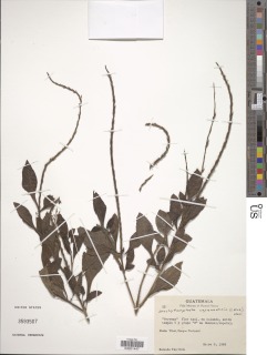 Stachytarpheta cayennensis image