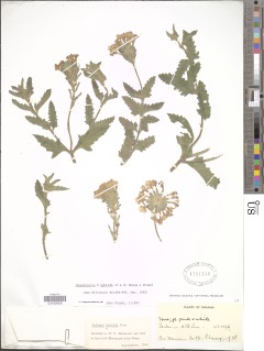 Verbena hybrida image