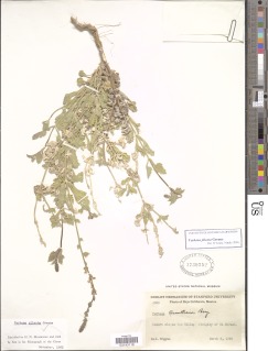 Image of Verbena plicata