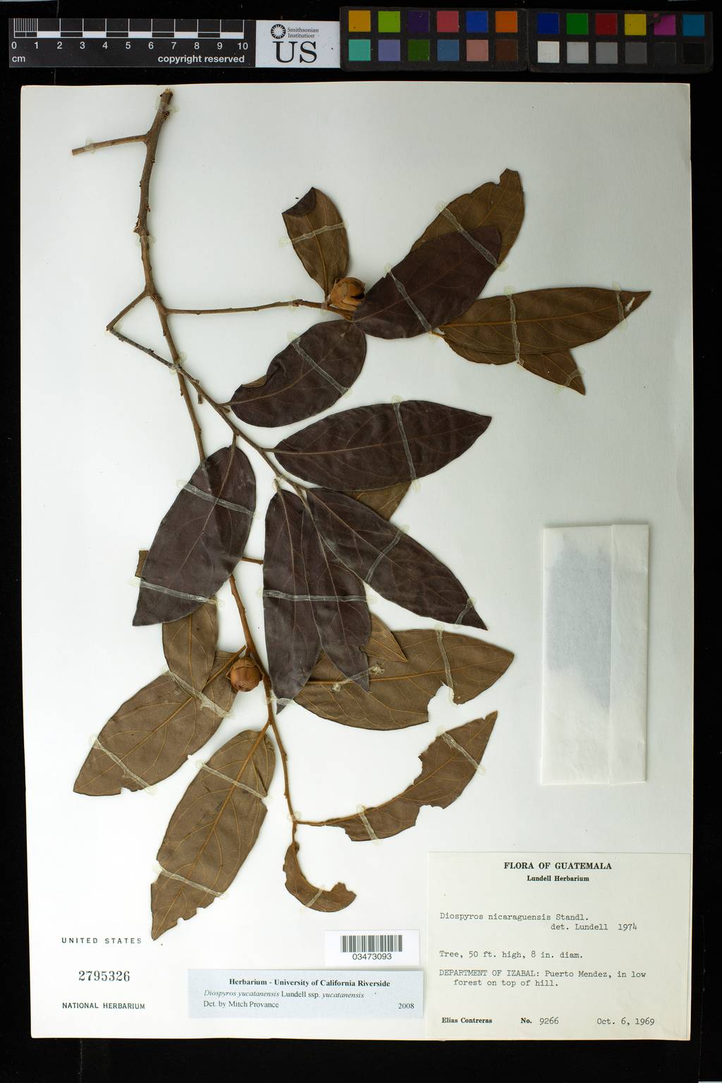 Diospyros yucatanensis subsp. yucatanensis image
