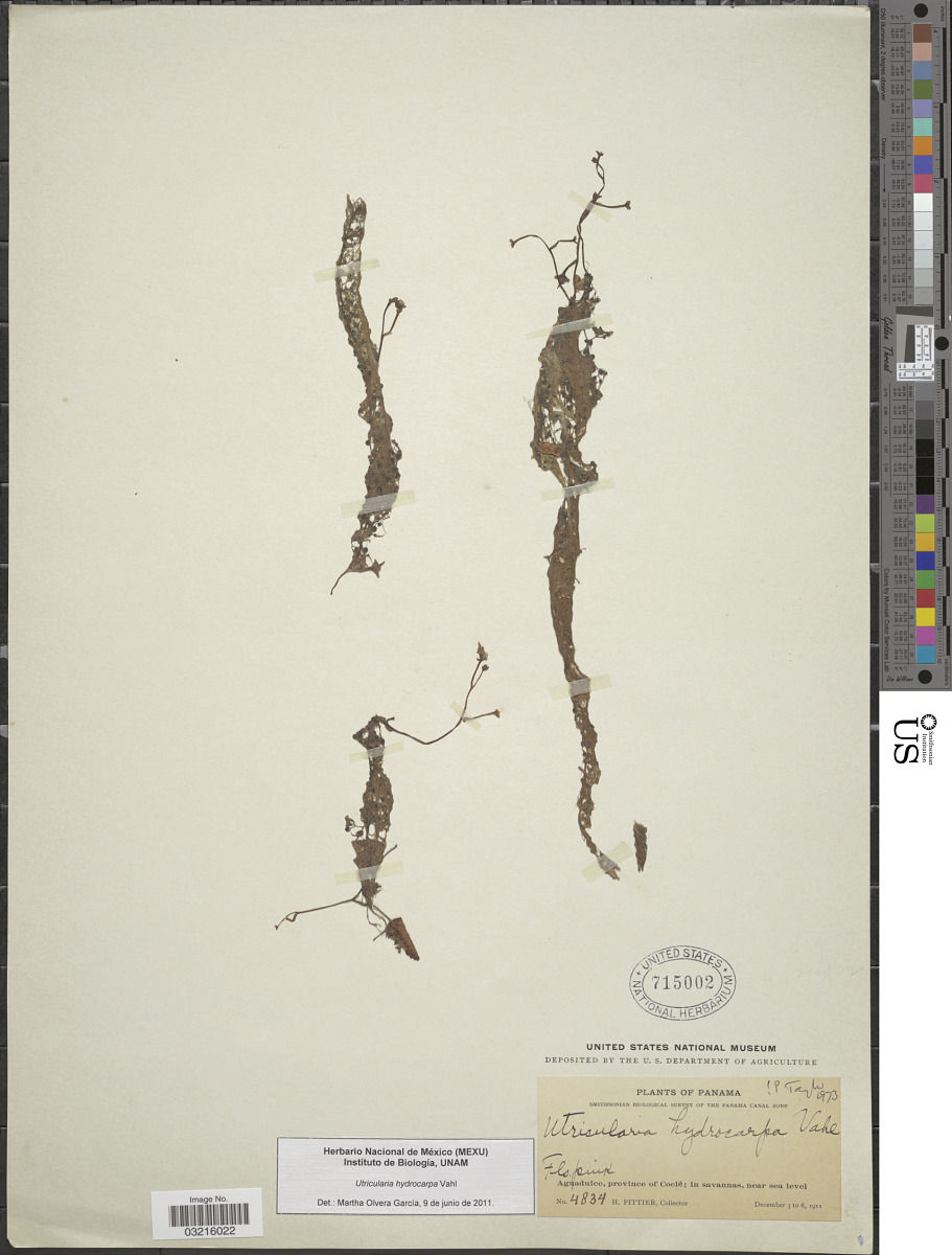 Utricularia hydrocarpa image