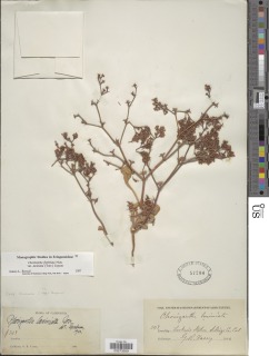 Chorizanthe fimbriata var. laciniata image