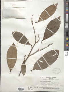 Coccoloba padiformis image