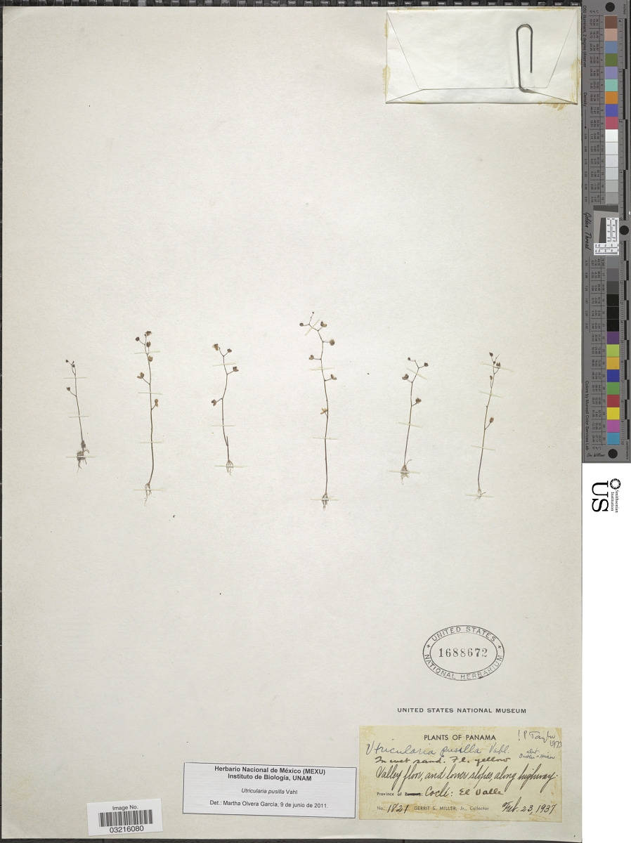 Utricularia pusilla image