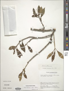 Gibsoniothamnus allenii image