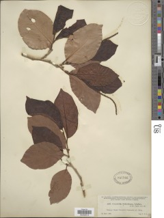 Coccoloba barbadensis image