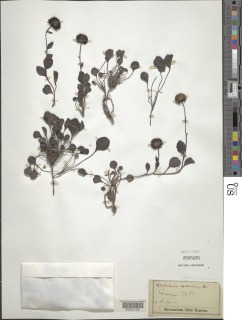 Image of Globularia incanescens