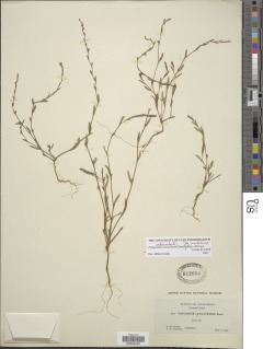 Polygonum sawatchense subsp. oblivium image