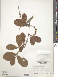 Coccoloba reflexiflora image