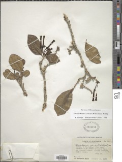 Image of Schlegelia cornuta