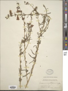 Sesamum angustifolium image