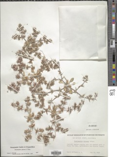 Chorizanthe spinosa image