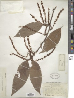 Coccoloba montana image