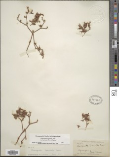 Chorizanthe fimbriata image