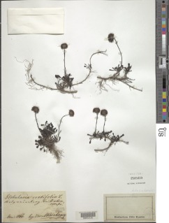 Globularia cordifolia image