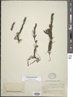 Image of Utricularia hydrocarpa