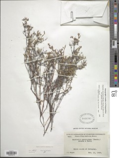 Harfordia macroptera var. galioides image