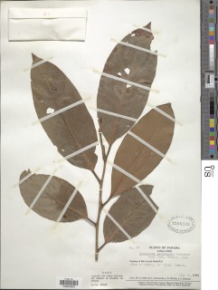Coccoloba padiformis image