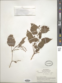 Image of Muehlenbeckia tamnifolia